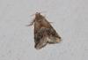 Eublemma parva